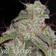 Vision Seeds Northern Lights Auto